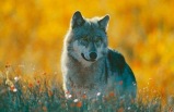 6-Day Deluxe Denali - Prince Wiliam Sound Explorer Tour Package