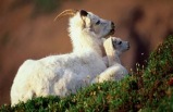6-Day Moderate Denali - Prince Wiliam Sound Explorer Tour Package