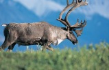 6-day Deluxe  McKinley Explorer Tour Package (Fairbanks to Anchorage)