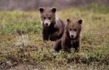 6-day Moderate McKinley Explorer Tour Package (Fairbanks to Anchorage)