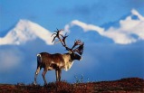 6-day Deluxe Denali - Prince William Sound Explorer Tour Package