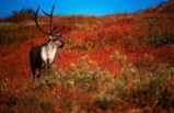 6-day Moderate Denali-Prince William Sound Explorer Tour Package
