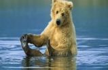 8-Day Escorted Great Land Explorer Tour Package