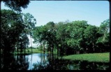 Amazonia Voyage With Rio & Iguassu