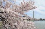 1 Dia: Tour de Los Cerezos en Washington DC con Crucero