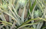5-Day Pearl Harbor & Hawaii City, Little Circle Island, Dole Plantation, Waikele Outlet Tour Package from Honolulu