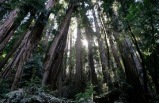 SFO City with Muir Woods Combination Day Tour