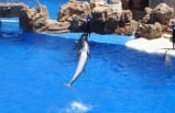 9-Day Bus Tour Package to Skywalk (Grand Canyon West), Las Vegas, San Francisco, Yosemite National Park, Sea World, Universal Studios from Los Angeles