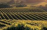 Wine Country Napa Valley Shuttle Day Tour
