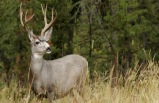 4-Day Bus Tour Package to Yellowstone National Park, Salt Lake City, Idaho Falls and Mormon Temple (Without Airfare)