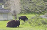 10 Days Yellowstone National Park, Southern Utah, Grand Canyon, Las Vegas & Los Angeles Bus Tour