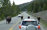 7 Days Yellowstone National Park, Southern Utah, Grand Canyon, Las Vegas Bus Tour A