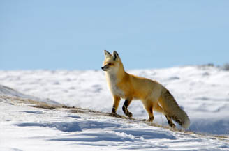 Fox in Yellowstone National Park 